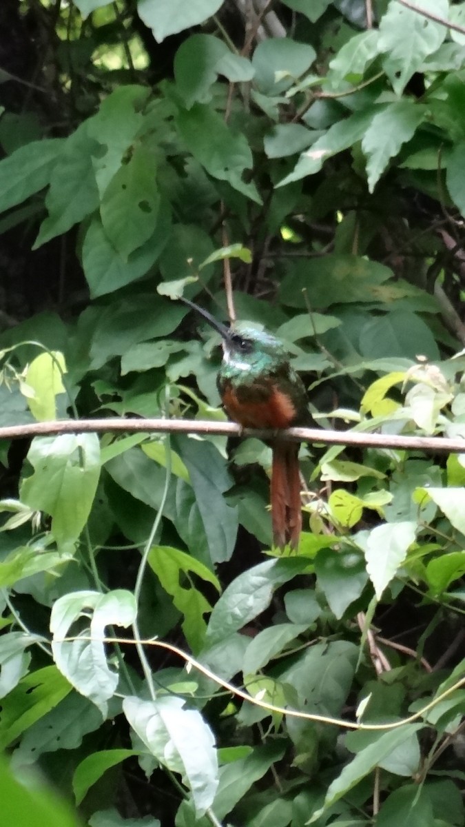 Rufous-tailed Jacamar - ML623100228