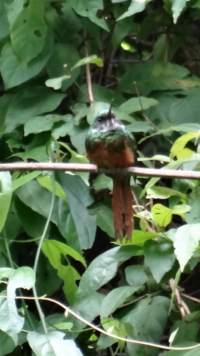 Rufous-tailed Jacamar - ML623100229