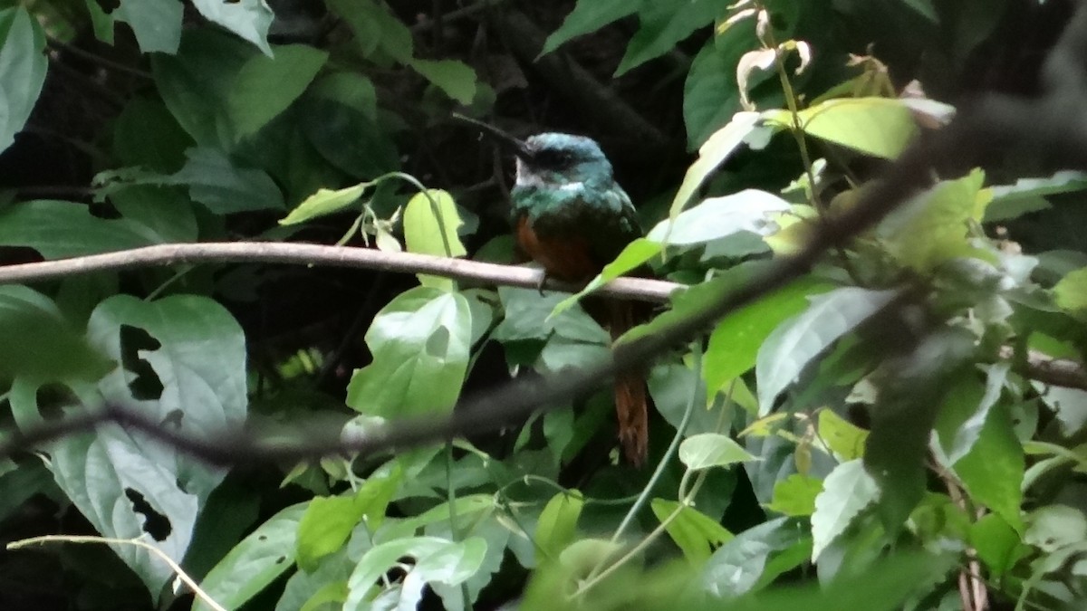 Rufous-tailed Jacamar - ML623100230