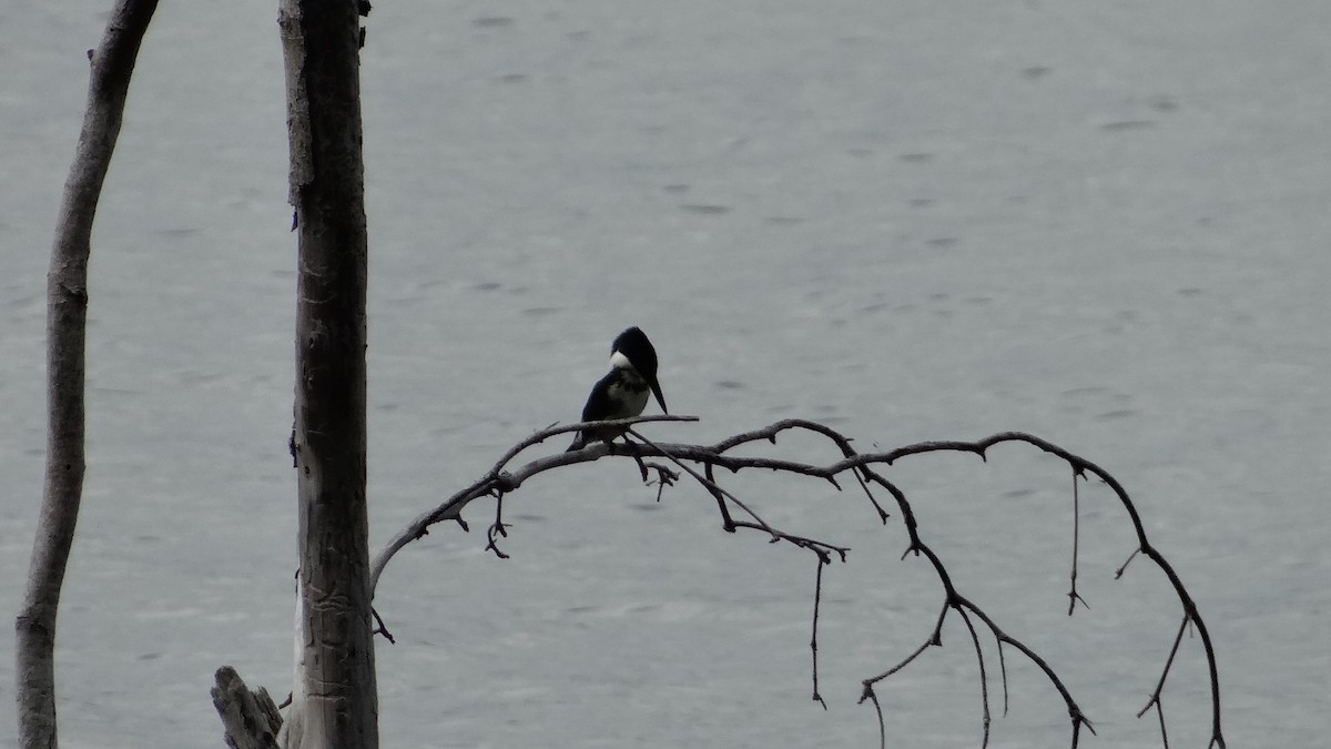 Green Kingfisher - ML623100231