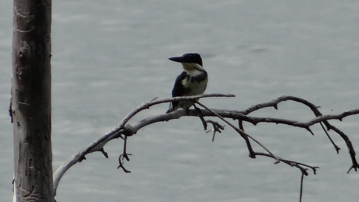 Green Kingfisher - ML623100232