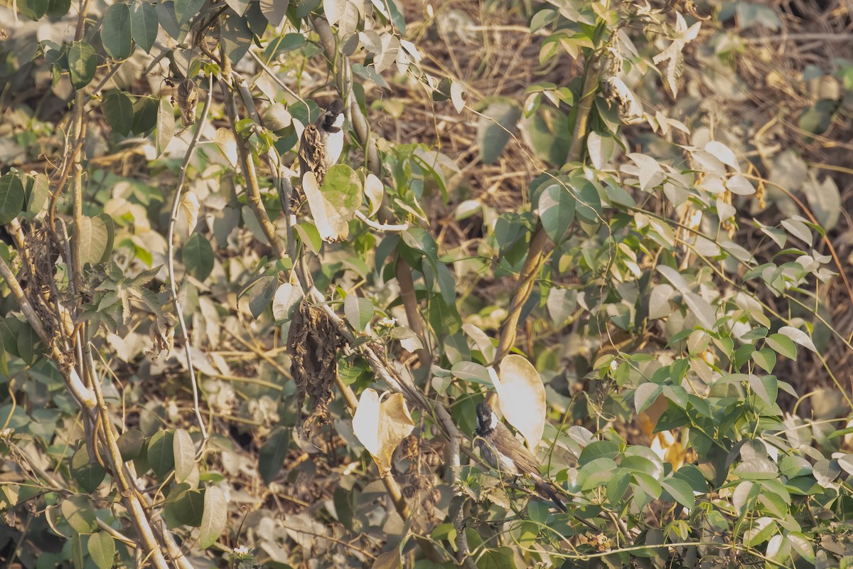 White-eared Bulbul - Kalpesh Krishna