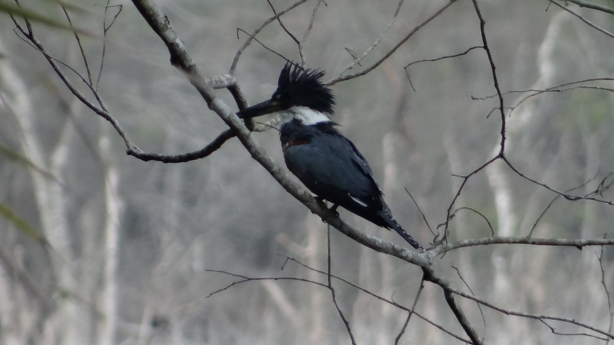 Ringed Kingfisher - ML623100245