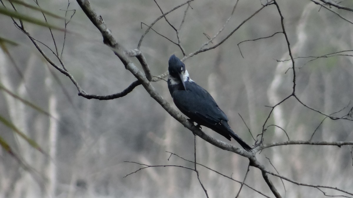 Ringed Kingfisher - ML623100246