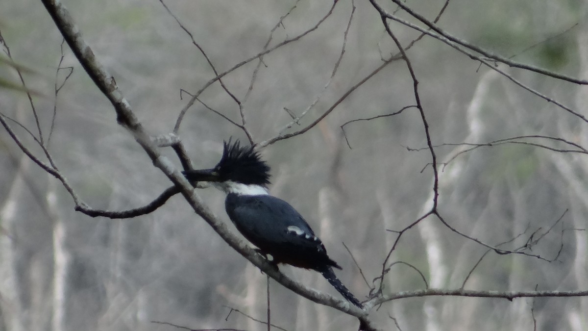 Ringed Kingfisher - ML623100248