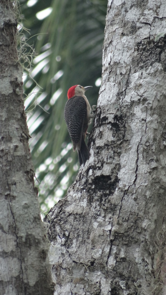 Golden-fronted Woodpecker - ML623100251