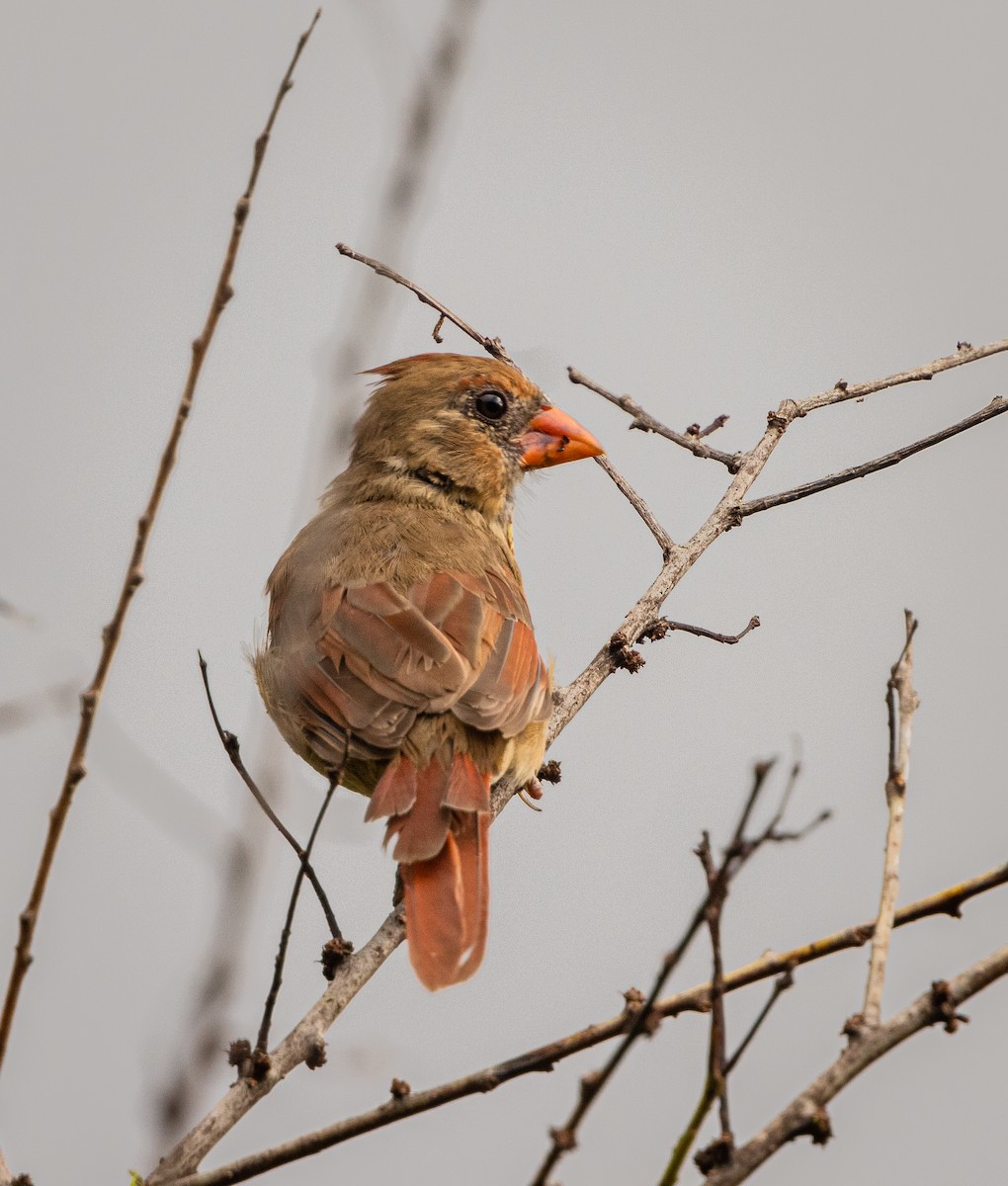 Cardinal rouge (groupe cardinalis) - ML623100290