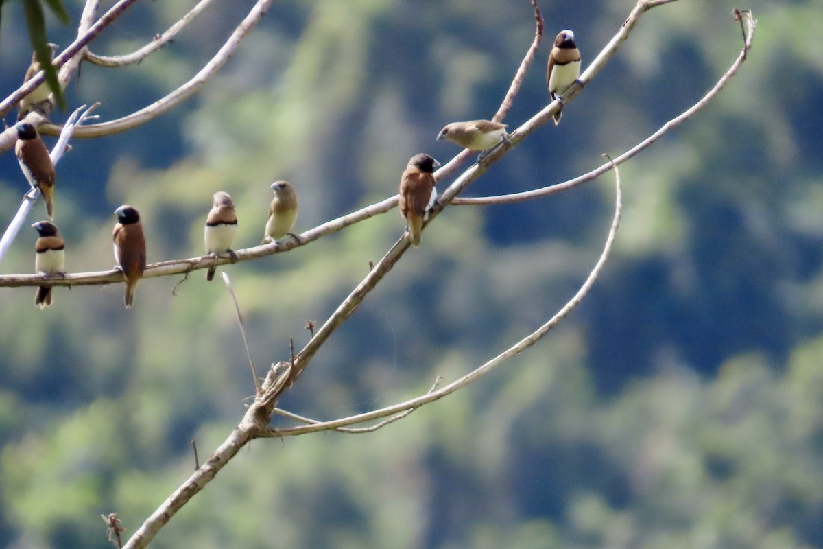 Chestnut-breasted Munia - ML623100317