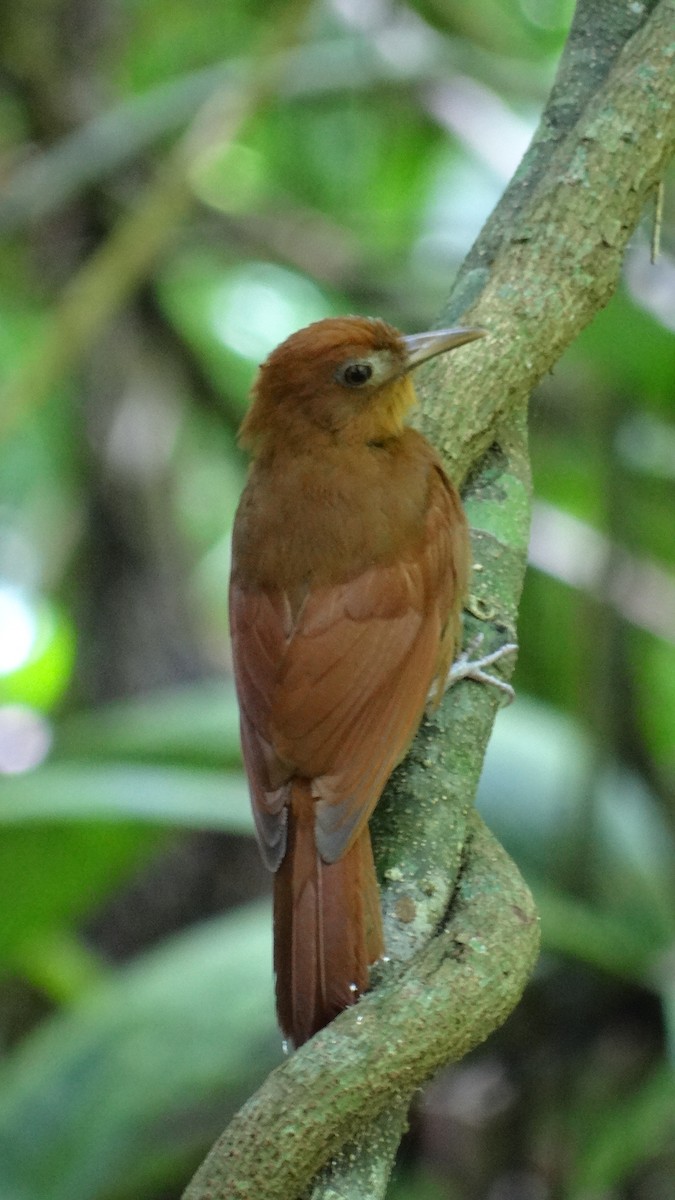 Ruddy Woodcreeper - ML623100319