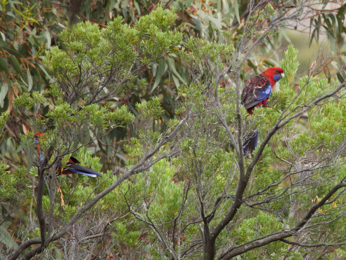 Crimson Rosella - ML623100400