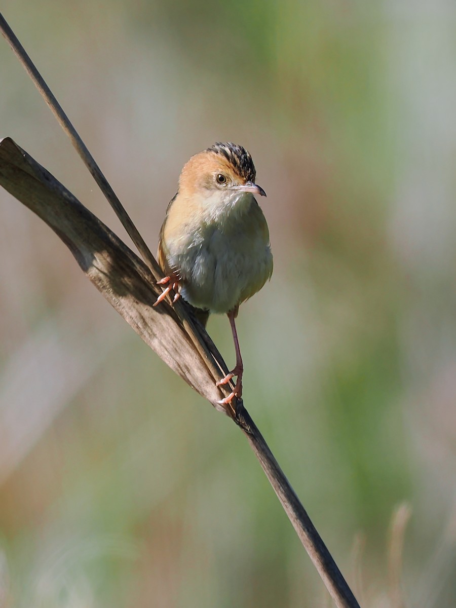 Golden-headed Cisticola - ML623100402