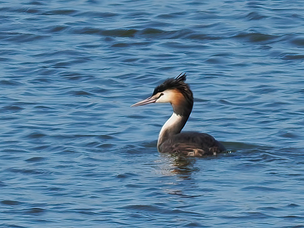 Отгот шунгуур - ML623100515