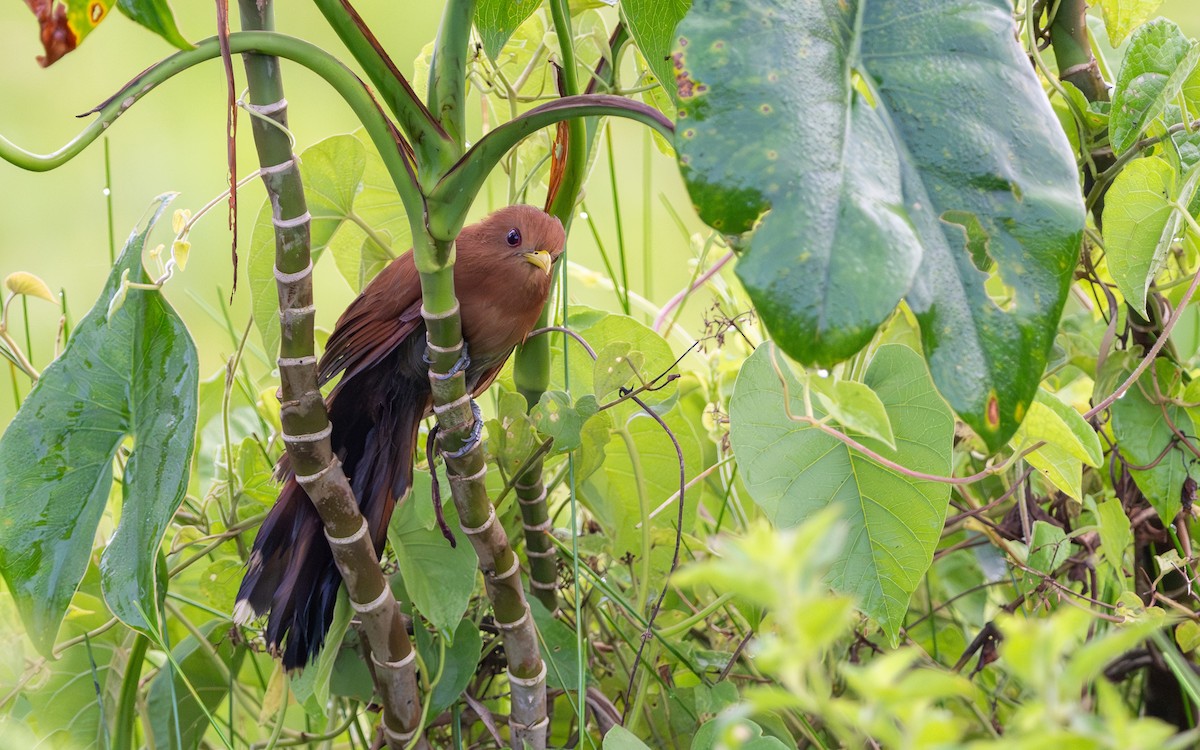 Little Cuckoo - ML623100522