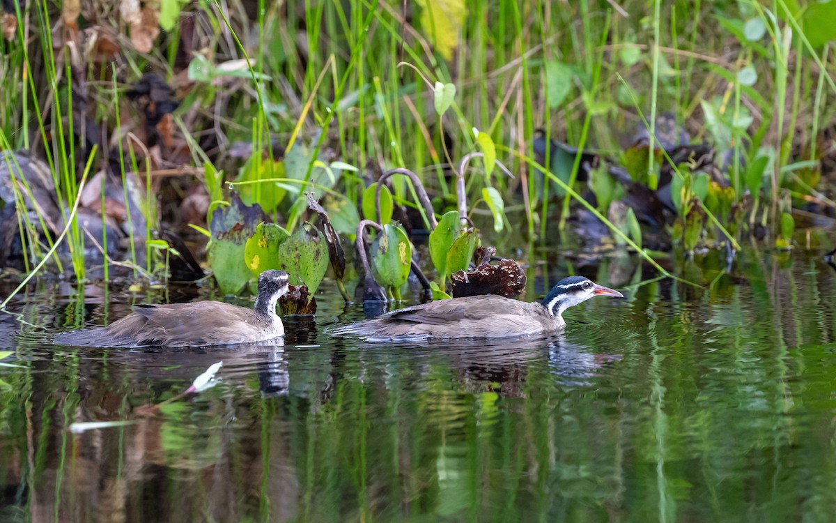 Sungrebe - ML623100523