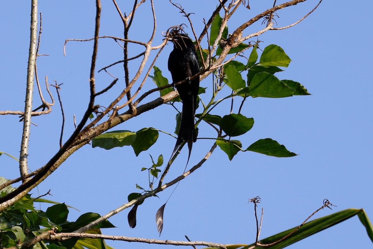 Drongo de Raquetas Grande - ML623100610