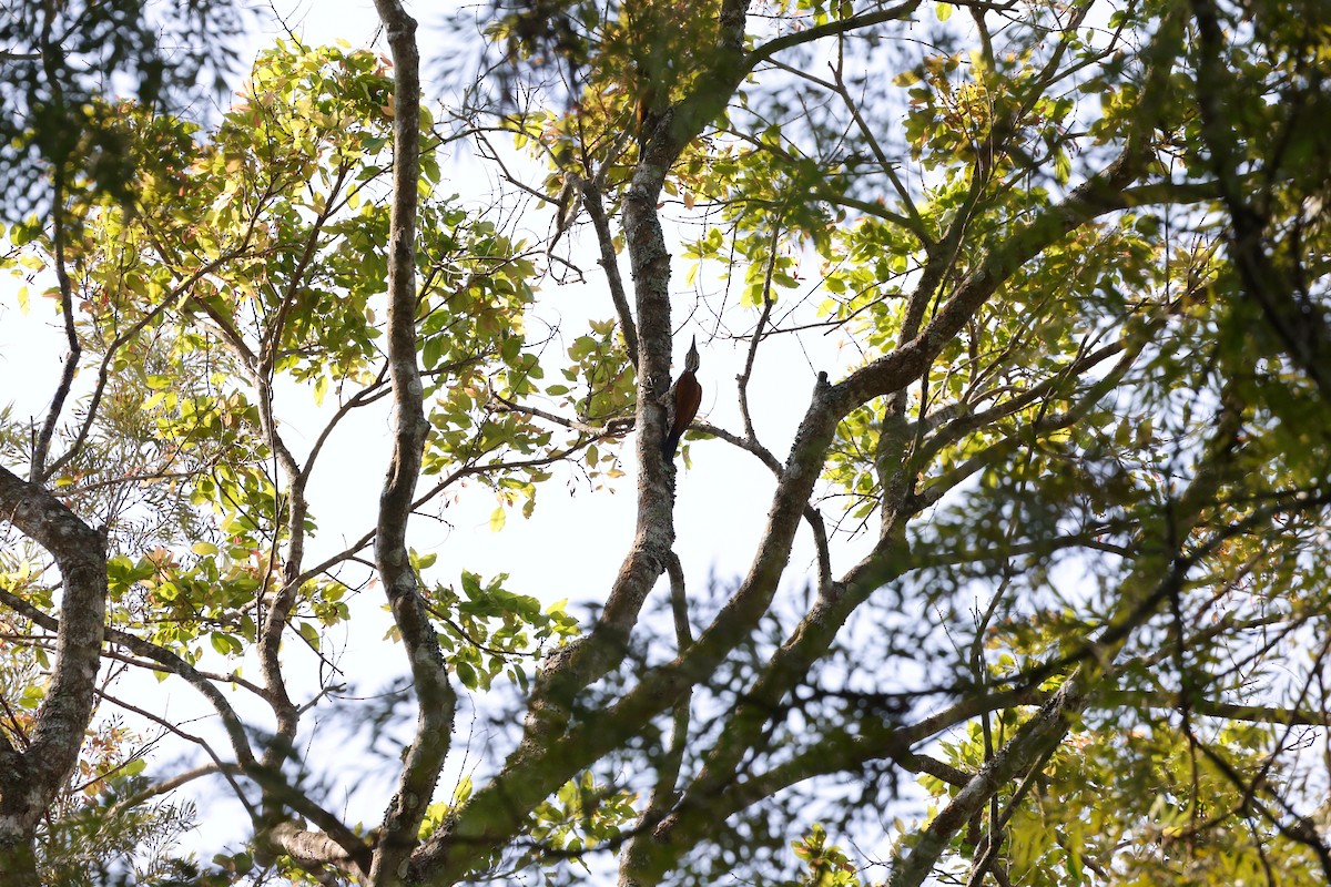 Malabar Flameback - Grant Robinson