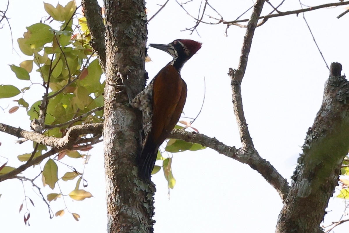 Malabar Flameback - Grant Robinson