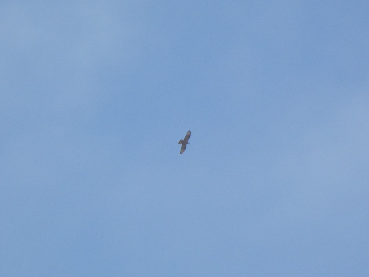 European Honey-buzzard - Tiago Caldeira