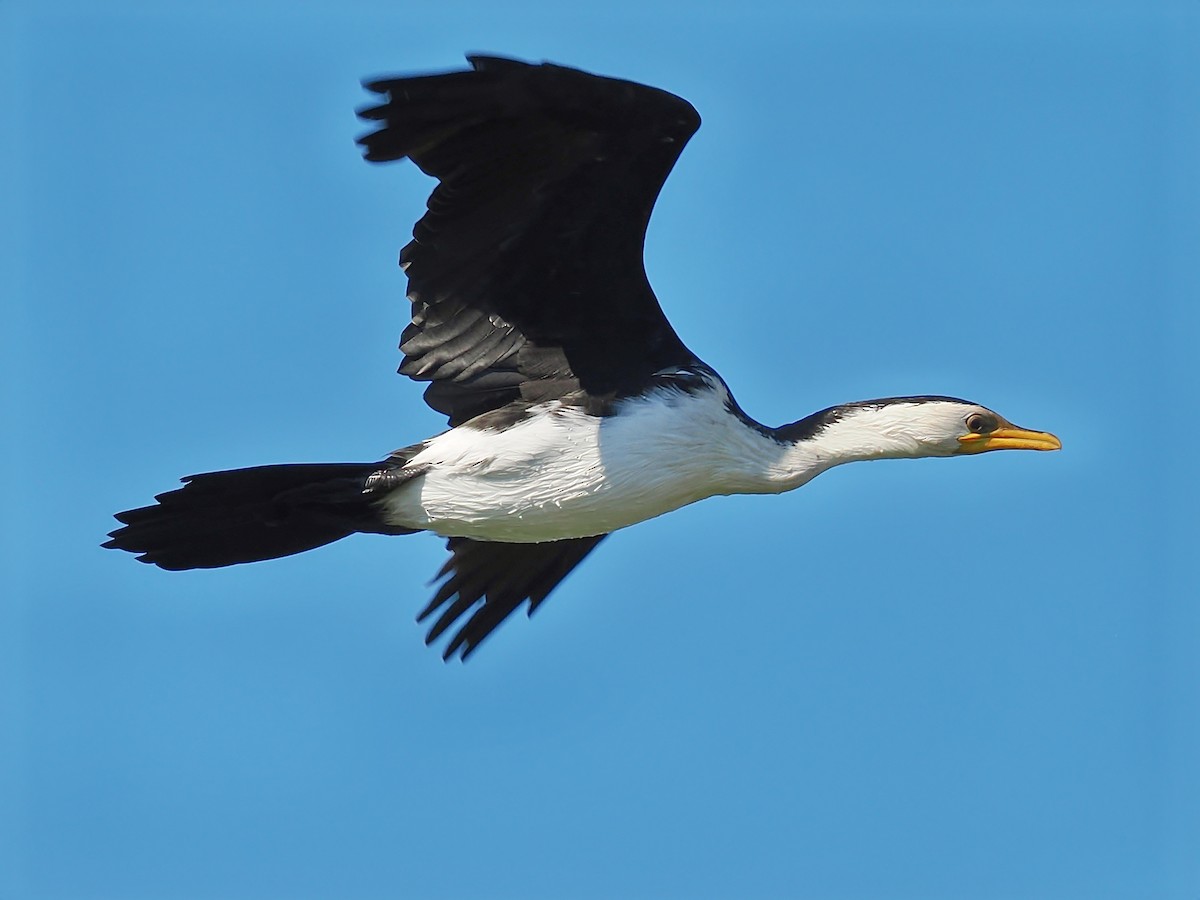 Little Pied Cormorant - ML623100695