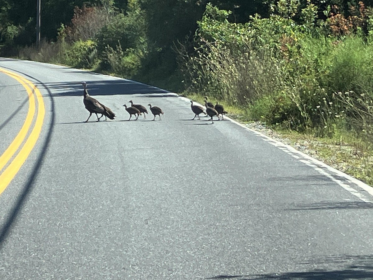 Wild Turkey - ML623100716