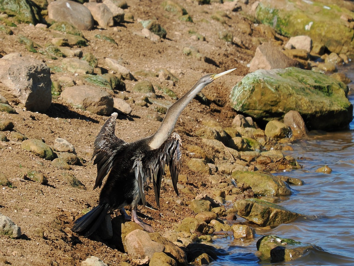 Australasian Darter - ML623100769