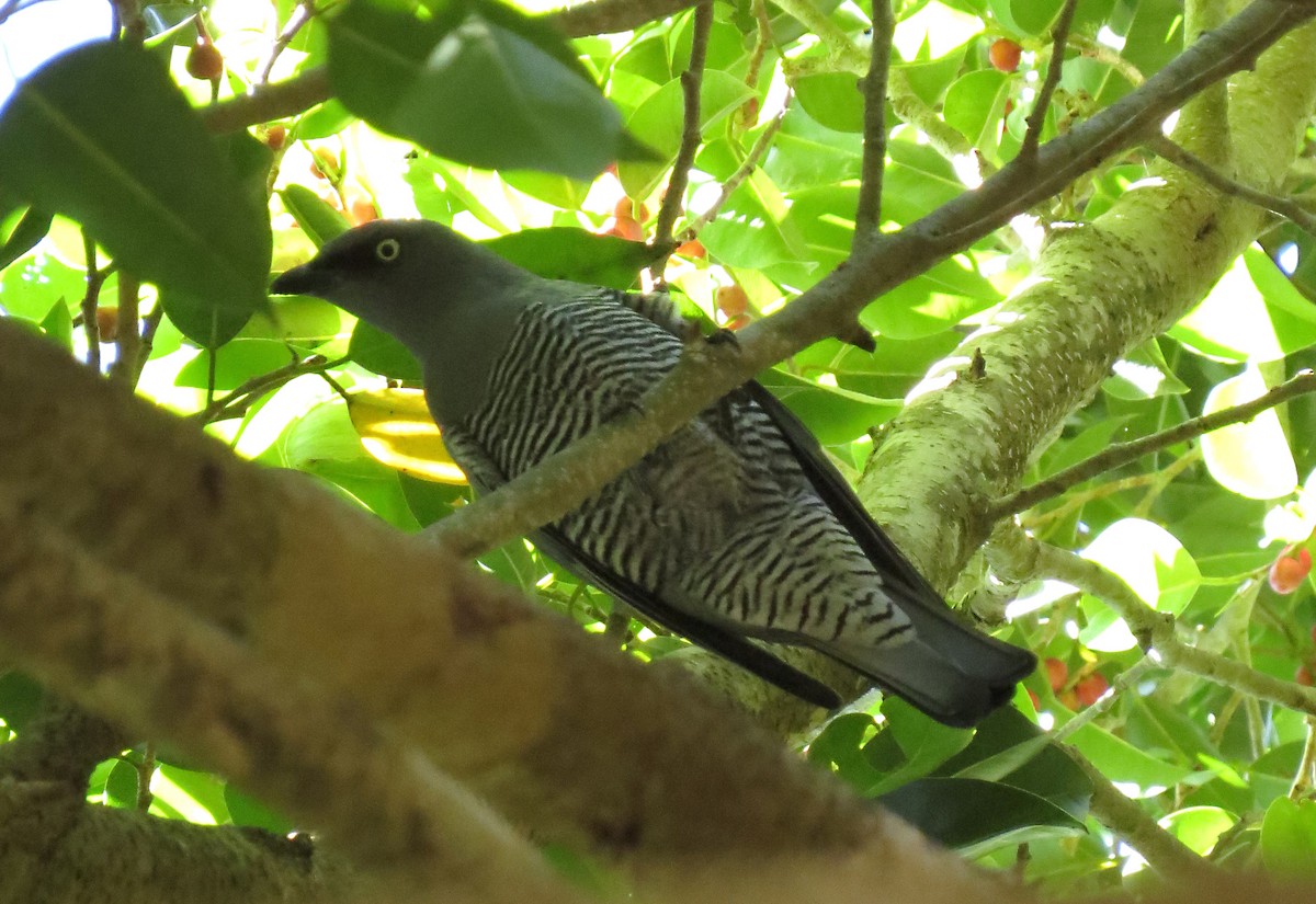 Barred Cuckooshrike - ML623100781