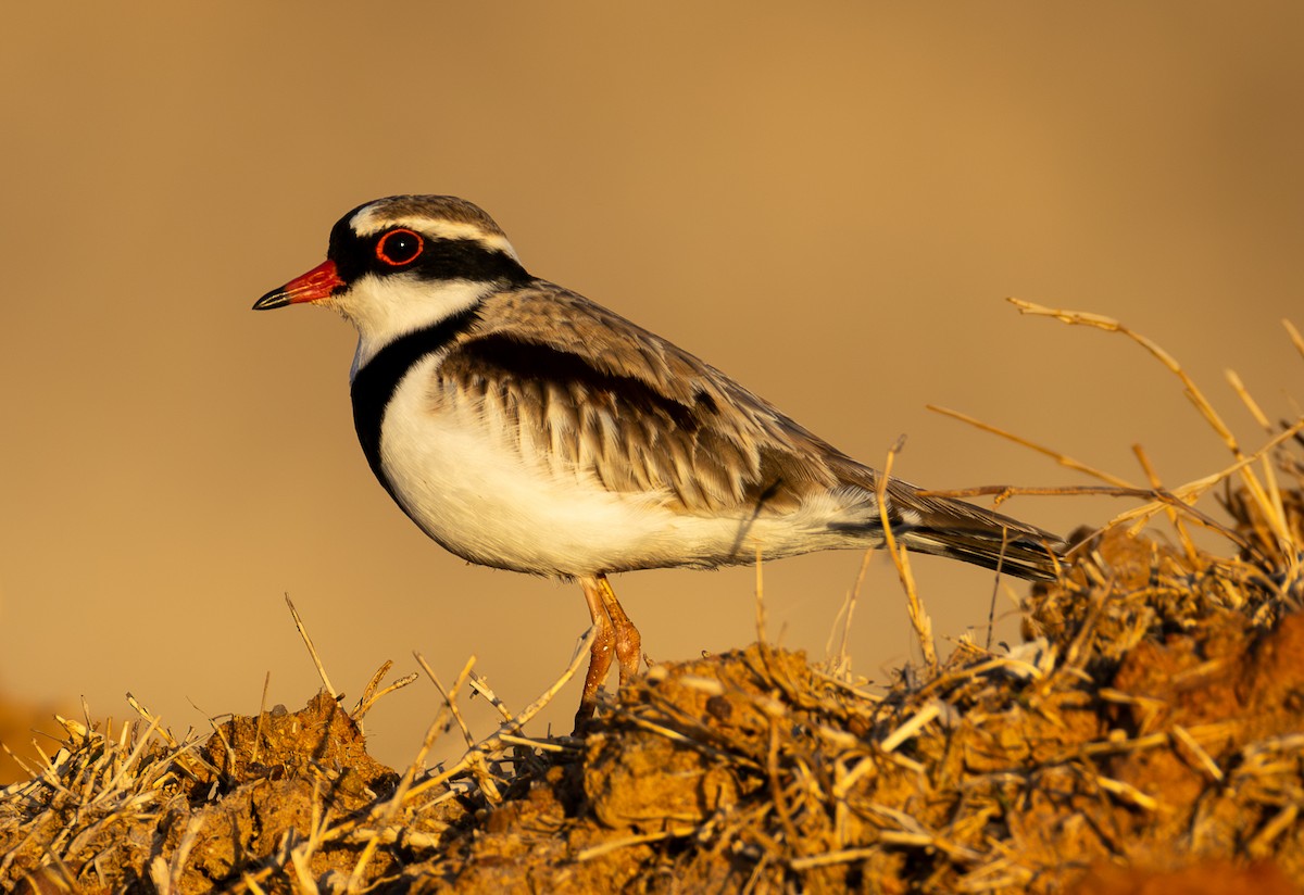 Black-fronted Dotterel - Andrew Heap