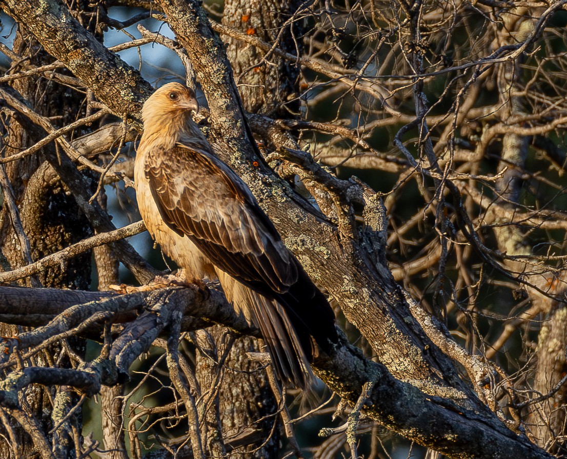 Whistling Kite - Andrew Heap