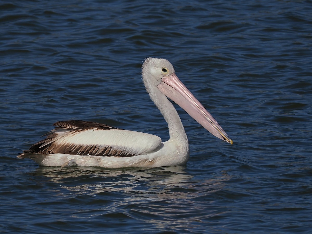 Australian Pelican - ML623100838