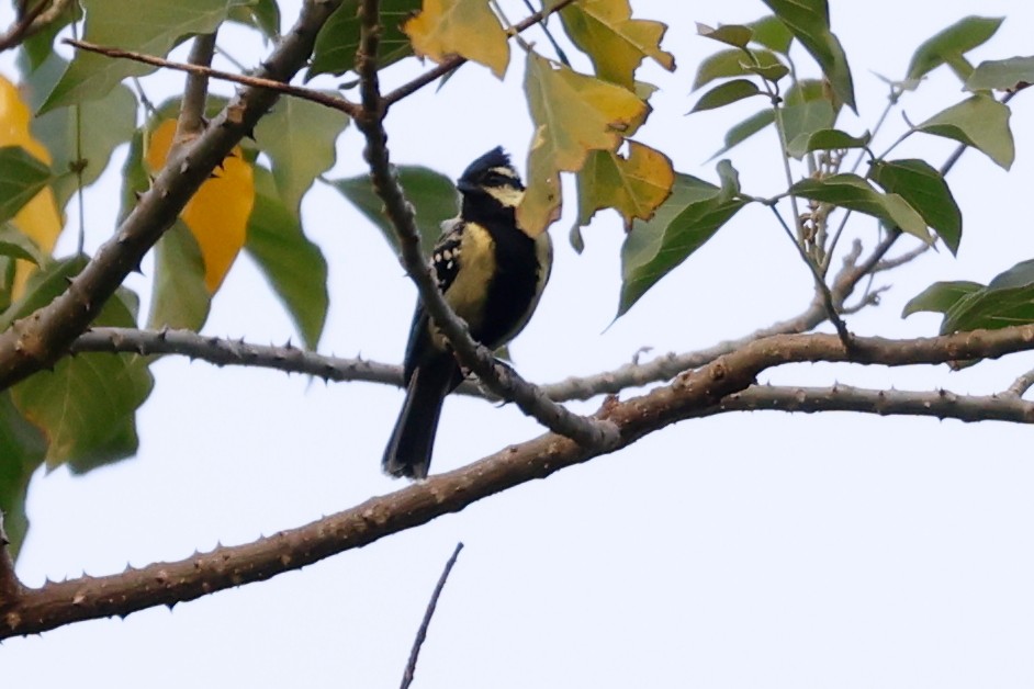 Carbonero Carigualdo Indio - ML623100839