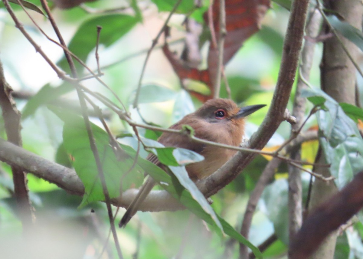 Fulvous-chinned Nunlet - ML623100904