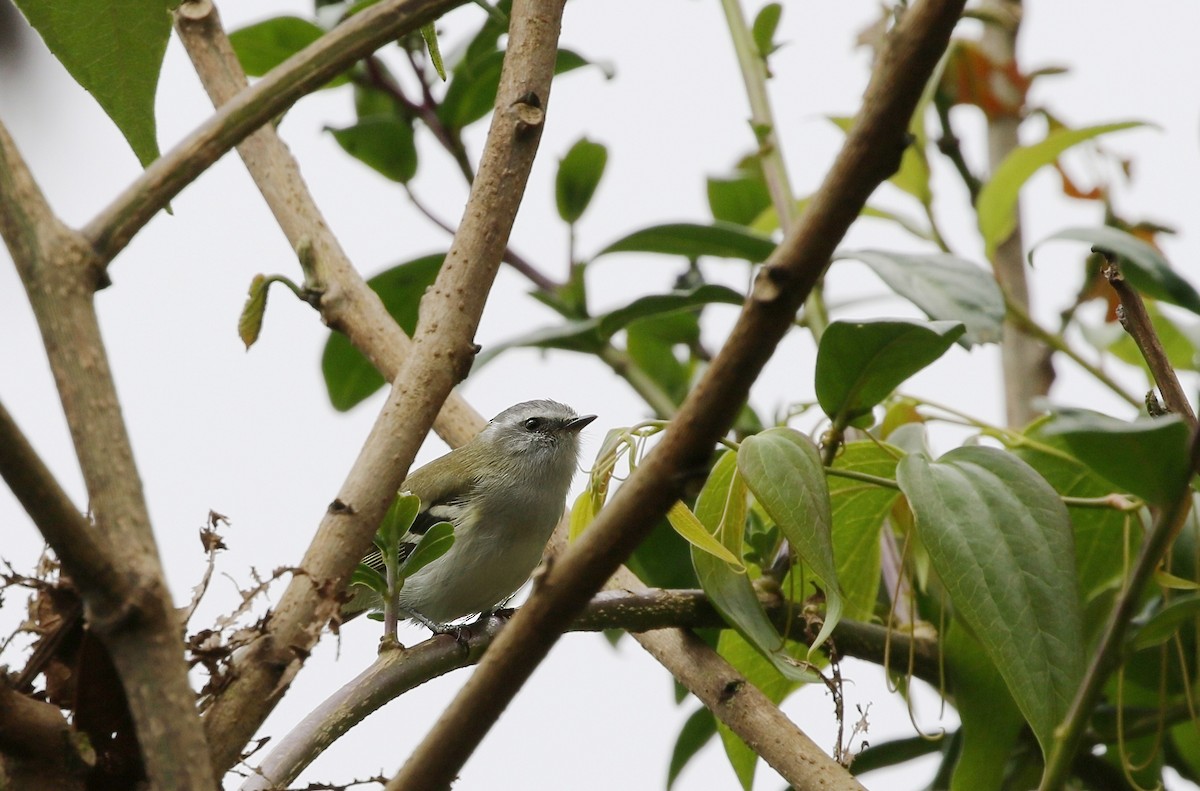 White-banded Tyrannulet - ML623100930
