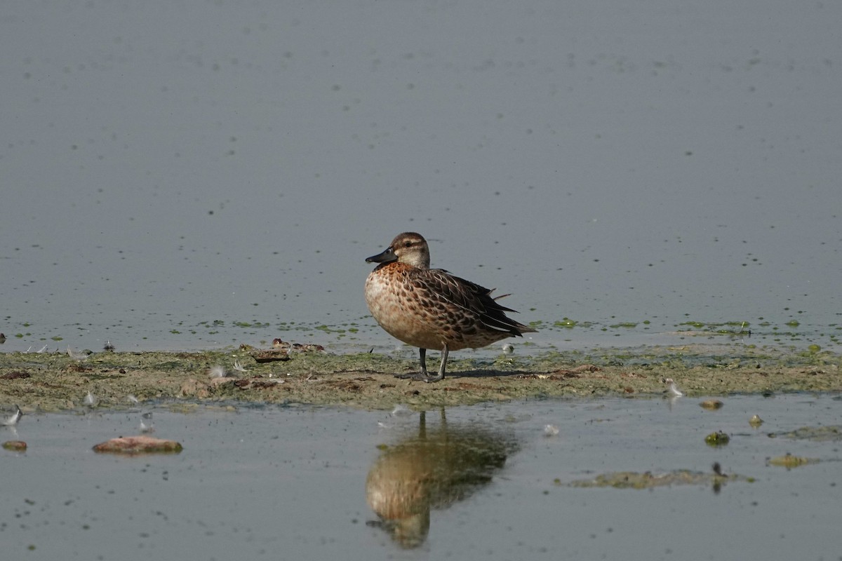 Garganey - ML623100956