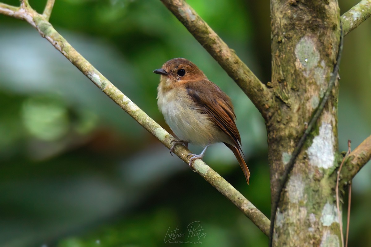 Cryptic Flycatcher - ML623100965