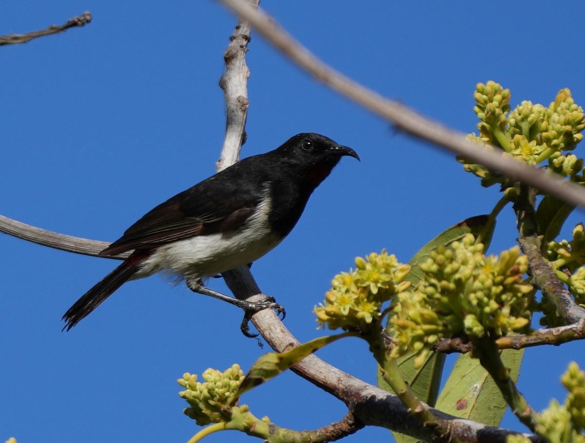 Black-breasted Myzomela - Sandy Gayasih