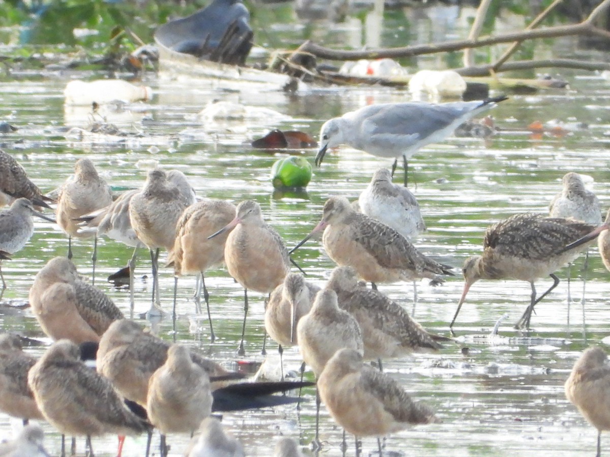 Marbled Godwit - ML623101046