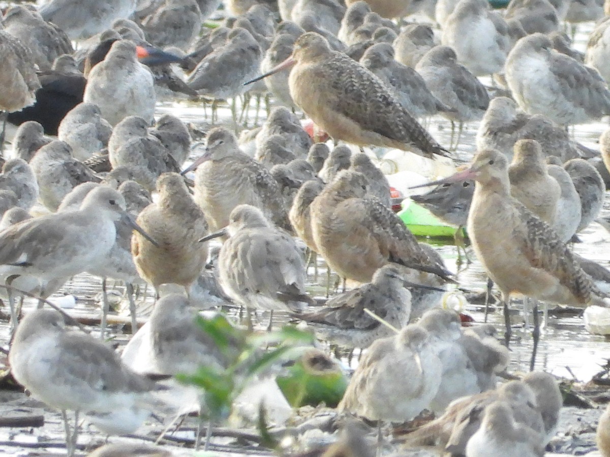 Marbled Godwit - ML623101119