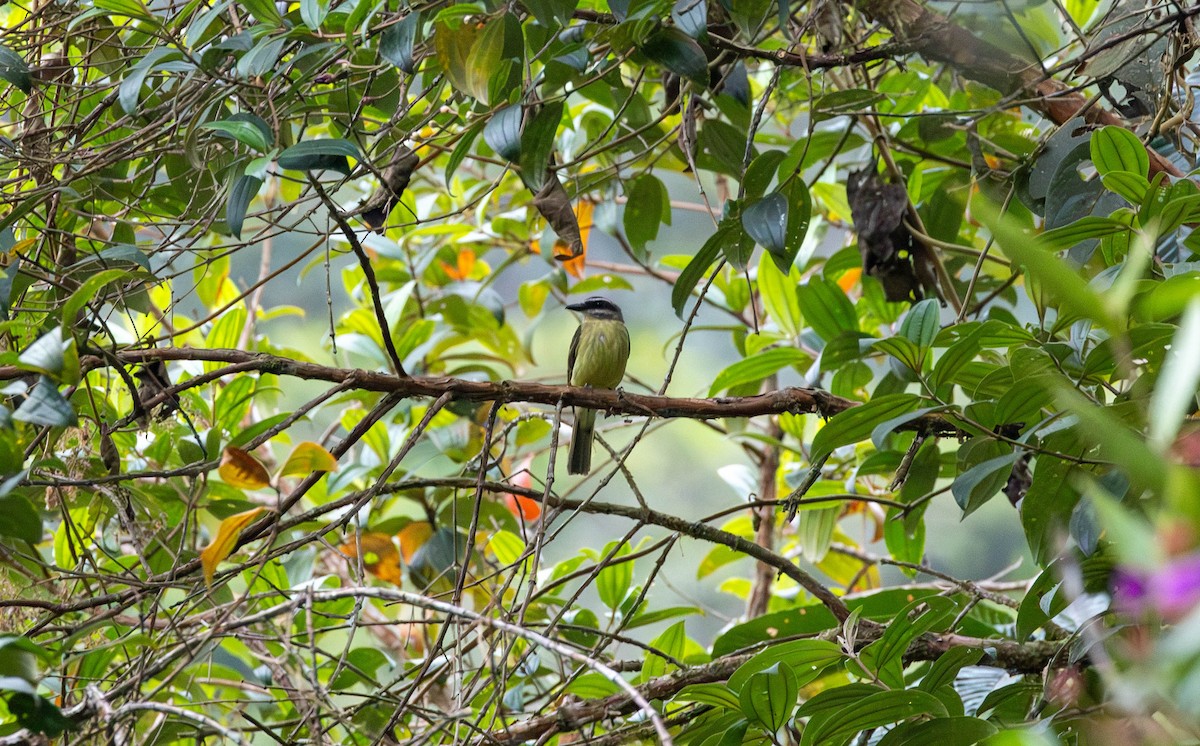 Golden-bellied Flycatcher - ML623101181