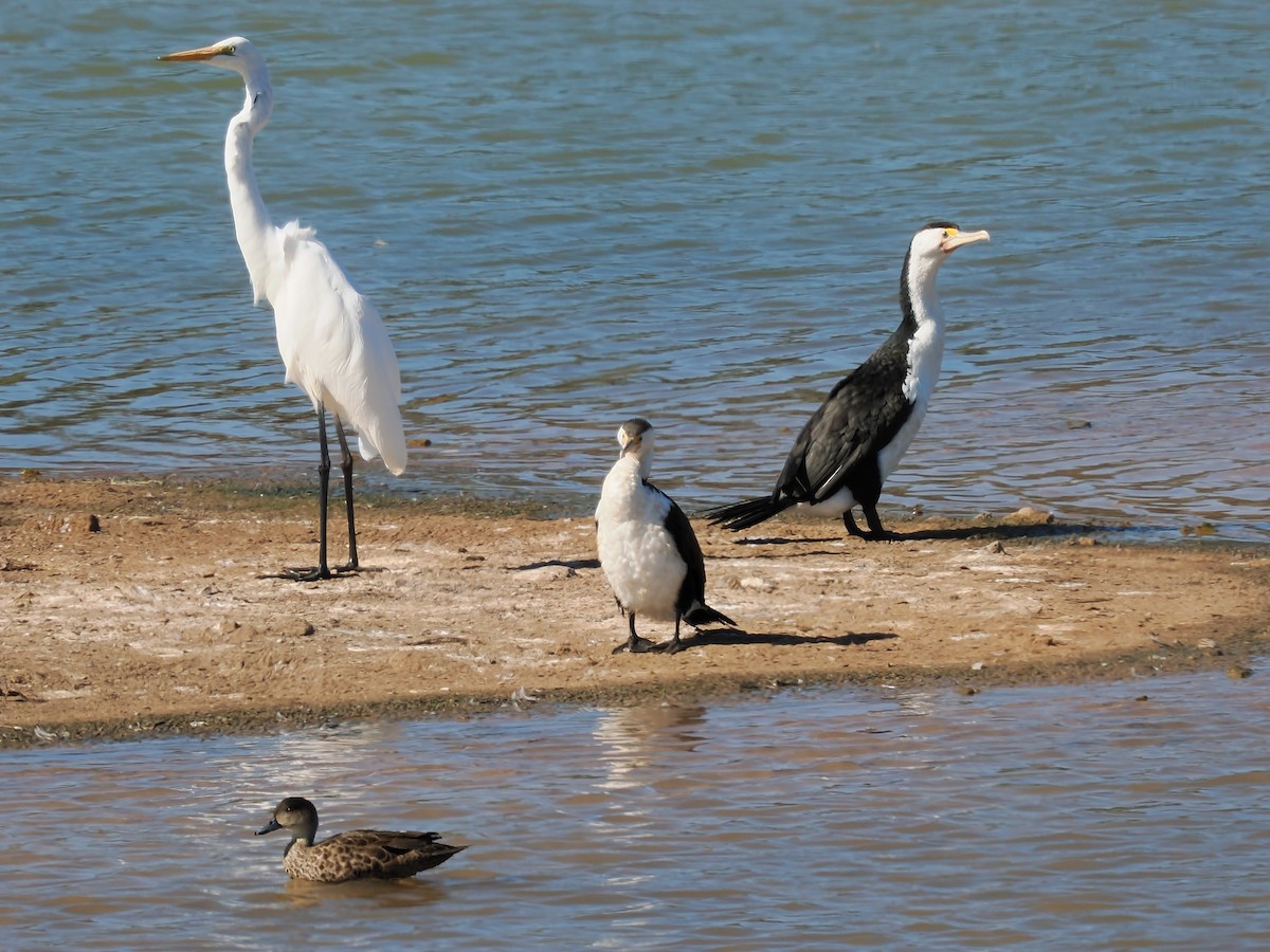 Цасч дэглий - ML623101194