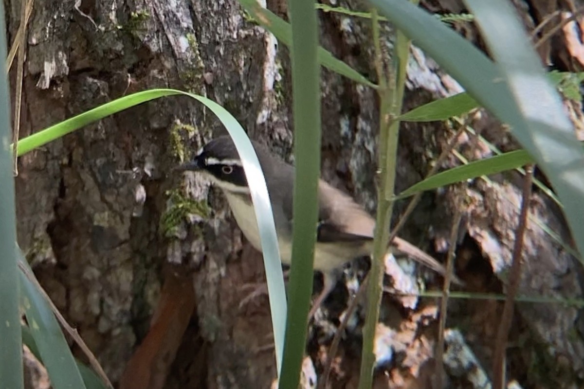 White-browed Scrubwren - ML623101259