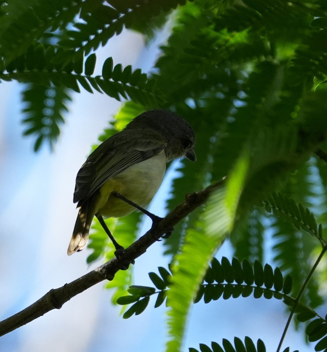 Fawn-breasted Whistler - ML623101272