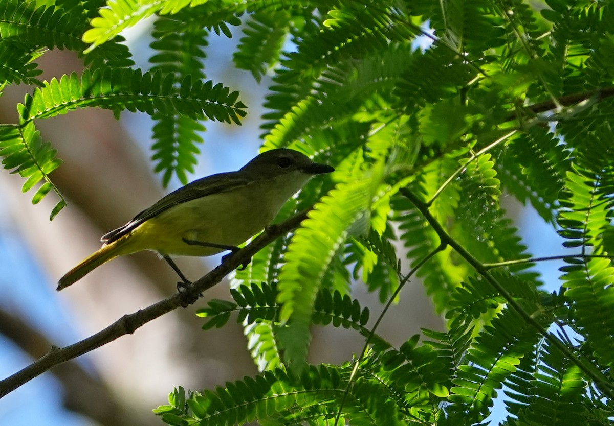 Fawn-breasted Whistler - ML623101273