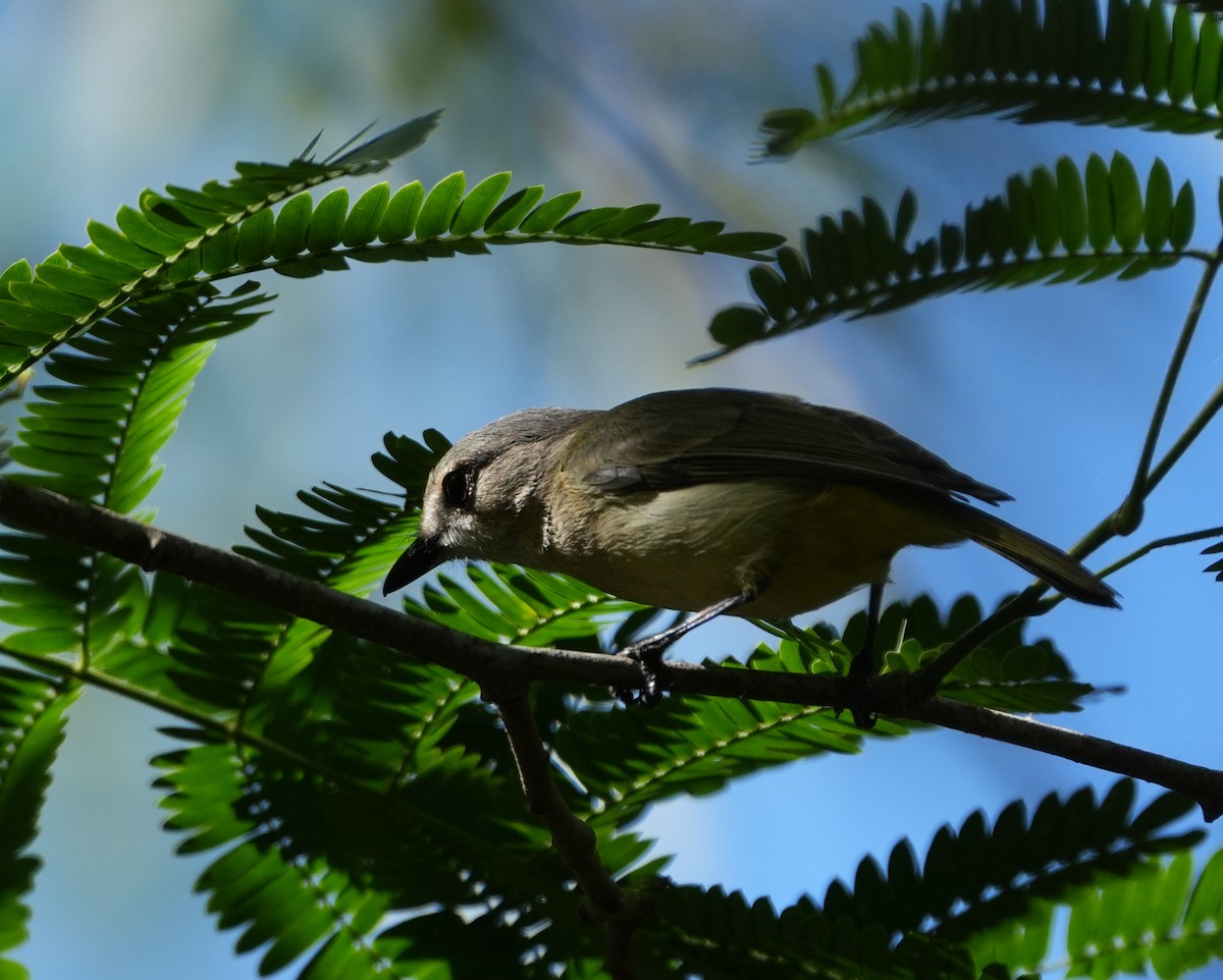 Fawn-breasted Whistler - ML623101274