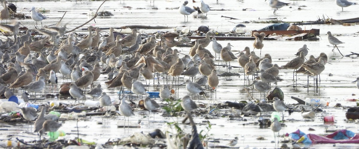 Marbled Godwit - ML623101283