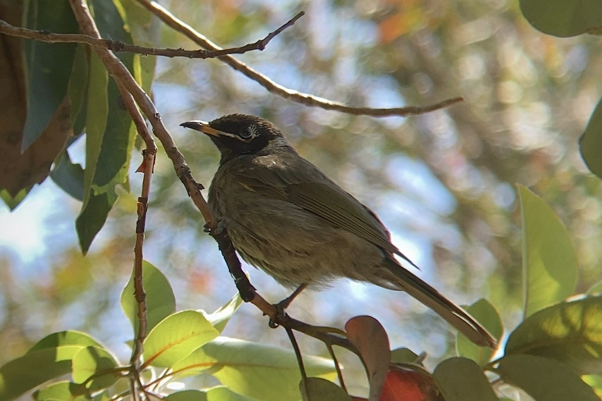 Bridled Honeyeater - ML623101297