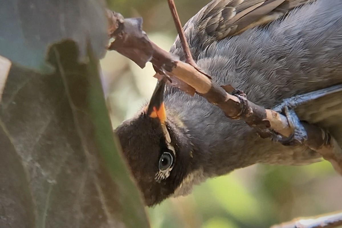 Bridled Honeyeater - ML623101298