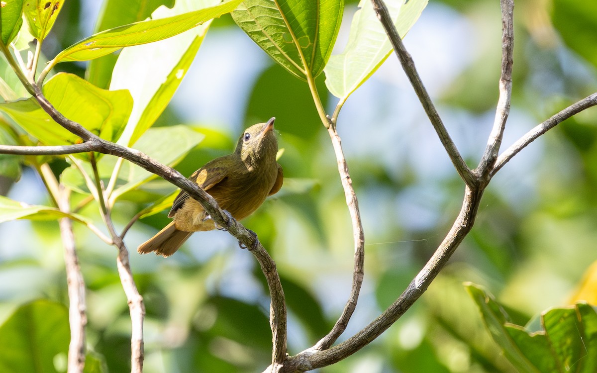 McConnell's Flycatcher - ML623101322