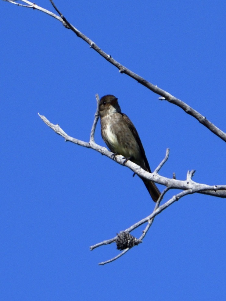 Olive-sided Flycatcher - ML623101340