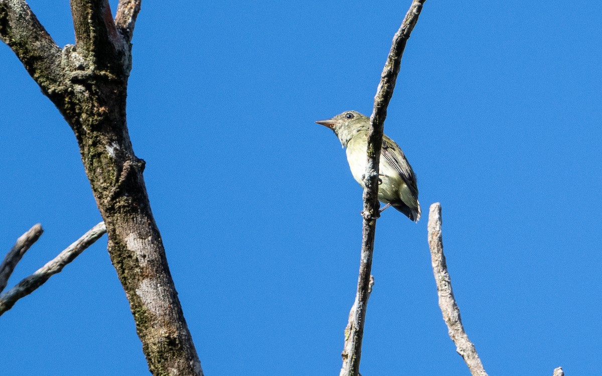 Tiny Tyrant-Manakin - ML623101354
