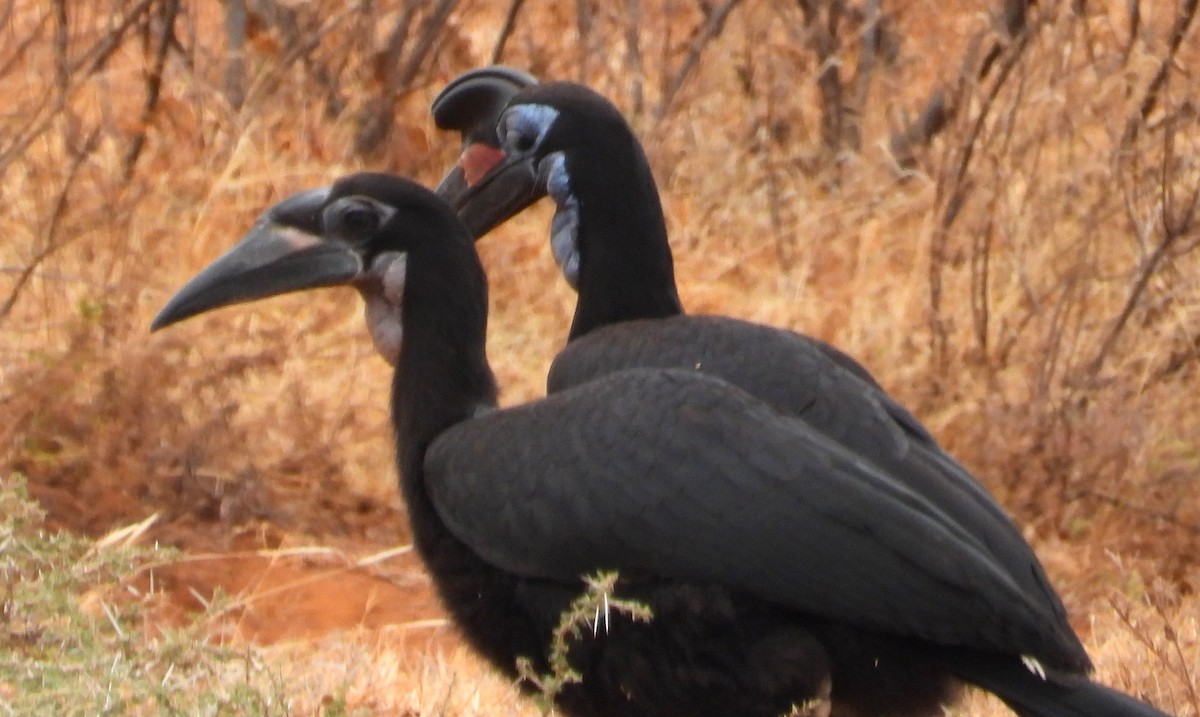 Abyssinian Ground-Hornbill - ML623101357